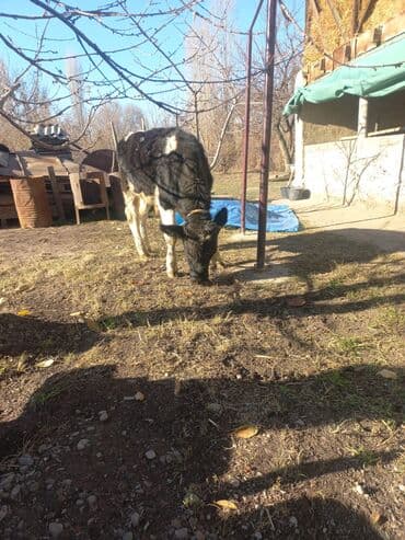 корм для домашних животных: Продаю | Бык (самец) | Голштин | На откорм | Привязанные — 2