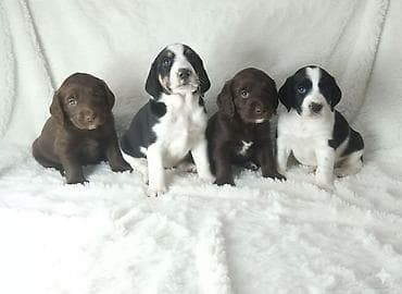 Щенки спаниеля 🐶 Город: Кант Продаются щенки чистокровного спаниеля: 🐾