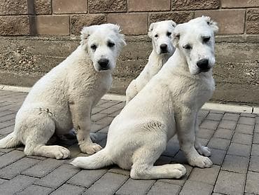 купить доберман: 3 месяца, Самец, С прививкой — 2