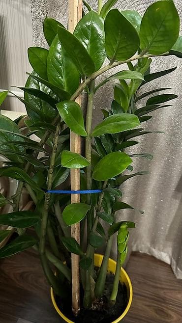 Бөлмө өсүмдүктөрү: Продаётся 2 замиокулькаса (долларовое дерево) 🌿 Редкий сорт - — 2