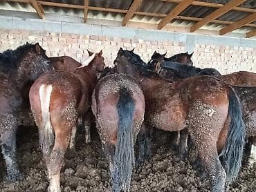 лошади куплю: Продаю | Жеребенок | Рабочий — 4