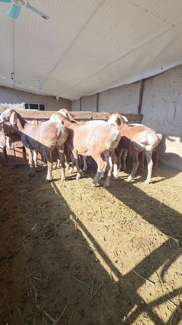 Аквариумы: Продаю | Овца (самка) | Арашан | Для разведения | Ярка — 7