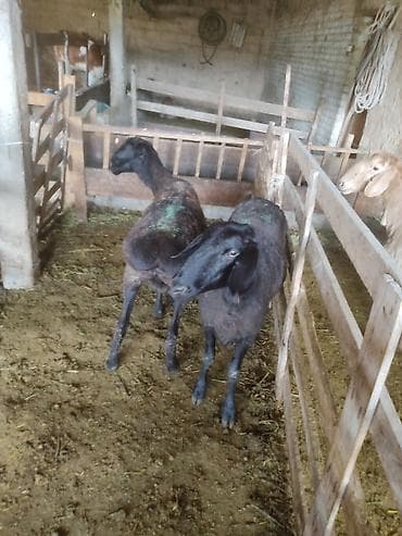 пчелы матки: Продаю | Овца (самка) | Гиссарская | Для разведения | Племенные — 1