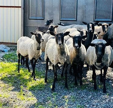 монбельярд цена: Продаю | Овца (самка), Ягненок, Баран (самец) | Романовская | На забой, Для разведения — 3