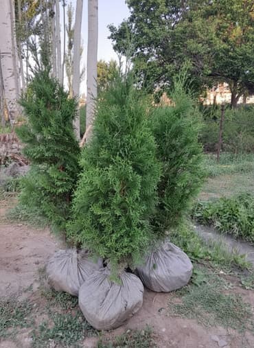 печь для дома с водяным отоплением длительного горения: Саженцы деревьев: Туи, Бесплатная доставка — 2