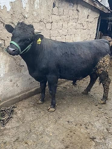 продаю быков: Продаю | Бык (самец) | На откорм | Привязанные — 3