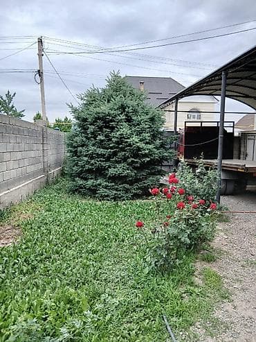 Садовая мебель: Саженцы деревьев: Ели, Самовывоз — 2