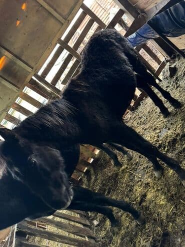 Собаки: Продаю | Кобыла (самка) | Для разведения | Племенные — 3