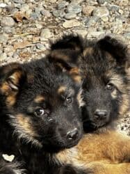 акустические системы sharp колонка в виде собак: Немецкая овчарка, 2 месяца, Самец, С прививкой, С родословной — 7