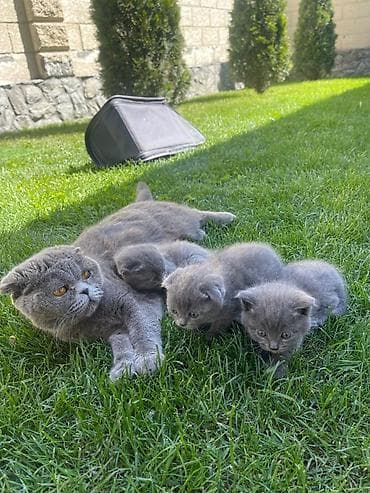 Продажа кошек: Шотландские вислоухие котята, окрас голубой - Порода: Scottish Fold — 3