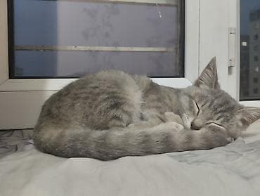 Продажа кошек: Беспородная, 5 месяцев, Девочка, Серый, Приучена к лотку — 5