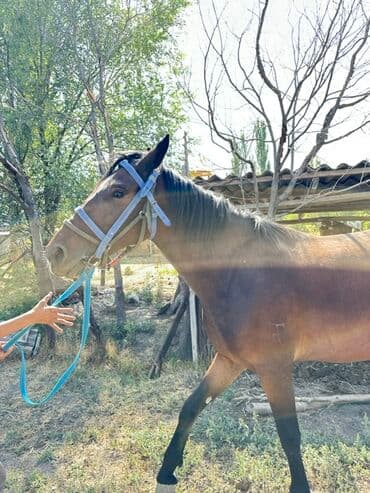 купить рабочую охотничью собаку: Продаю | Кобыла (самка) | Конный спорт, Для разведения — 10