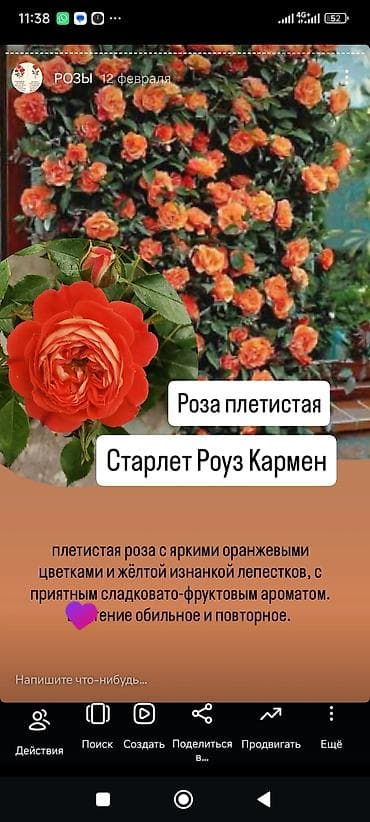 саженцы цветов: Саженцы — 9