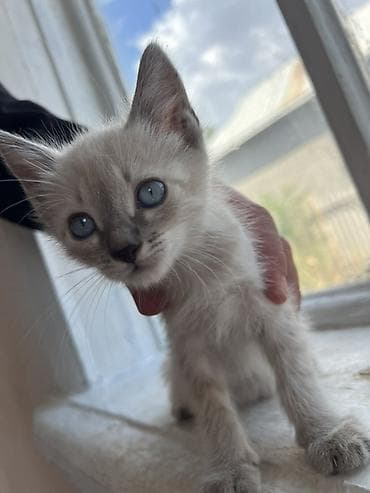 Мышык кууту: 🐾 Ищем любящих хозяев для двух котят! 🏡❤️ По Токмаку привезем лично в — 2