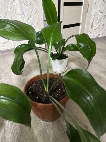 искусственные цветы оптом бишкек: Комнатные растения Цена за каждый цветок по вопросам звоните по номеру — 5