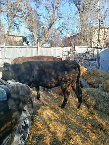 купить собаку доберман в бишкеке: Продаю | Бык (самец) | На откорм | Племенные — 4