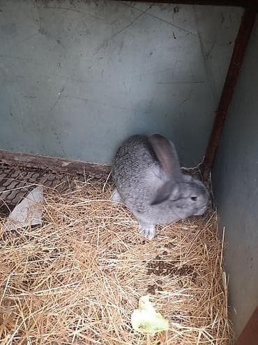 Продаю | Крольчиха (самка) | Серый великан | Для разведения — 6