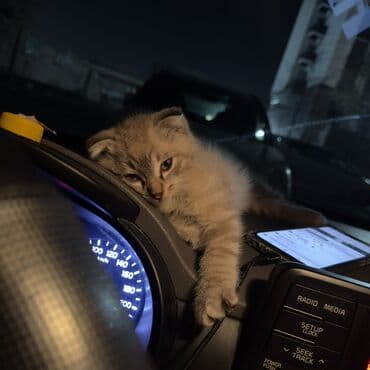 Скотиш Фолд (Шотландская вислоухая), 2 месяца, Девочка, Черный, Приучена к лотку