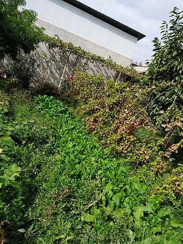 Товары для пикника: Саженцы винограда ( 5 сортов) — 2