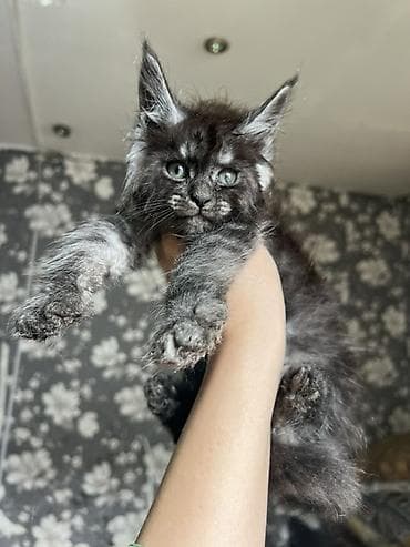 коты белый: Мейн-кун котёнок, окрас чёрный дым (black smoke). Описание: - Ярко — 6