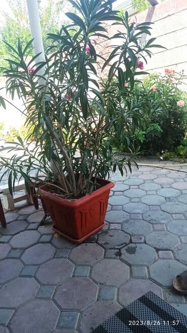 цветы гартензии: Бакча гүлдөрү жана бадалдар — 1