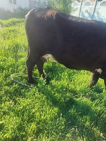 алла тоо: Сатам | Уй (ургаачы) | Алатоолук | Сүт алуу үчүн | Байланган — 4