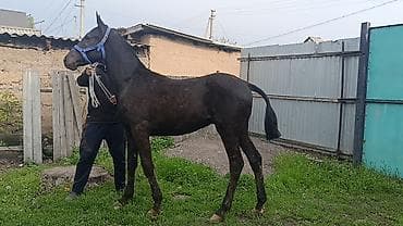 пони конь: Продаю | Жеребец | Конный спорт | Племенные — 2