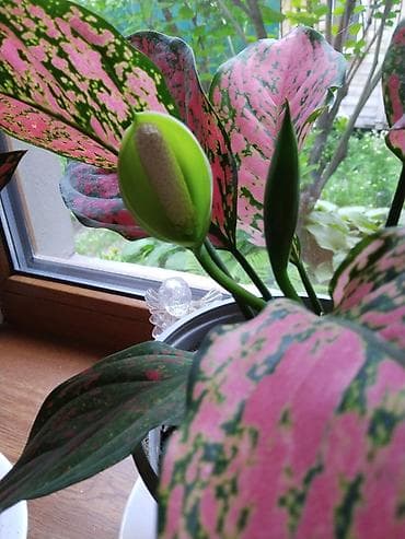 апаловка корейский: Аглаонема розовая (Aglaonema ‘Pink’), декоративно-лиственное комнатное — 3