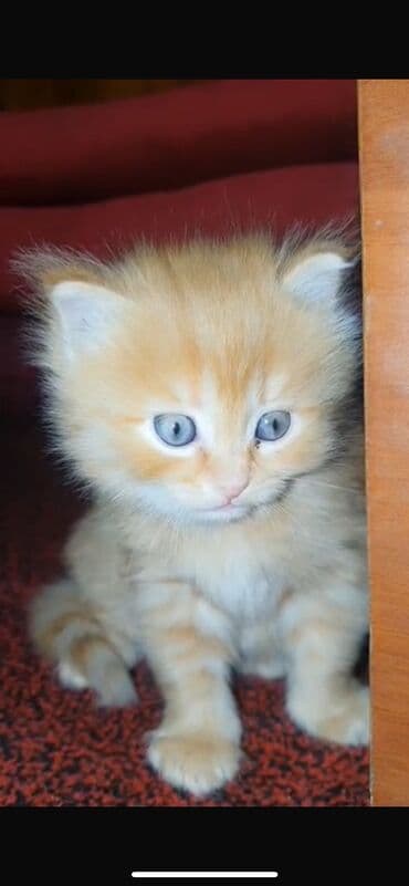 сколько стоит щенок чихуахуа: Мейн-кун, 3 месяца, Мальчик, Рыжий, Приучена к лотку — 4