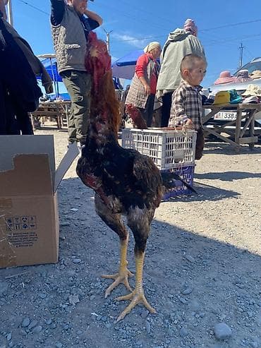 уй сатып алам бишкек: Сатам | Короздор | Тебиштирүүчү | Көбөйтүү үчүн — 2