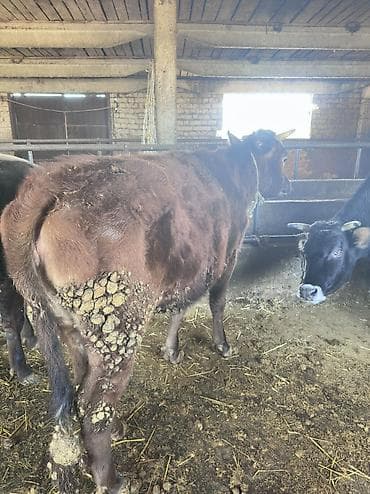 fermer kg: Продаю | Корова (самка), Тёлка, Музоо, торпок | Алатауская | На откорм | Привязанные — 7