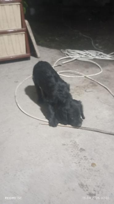 королевский дог цена: Продаю охотников.щенкам больше двух месяцев .привиты .цена 4000сом — 7