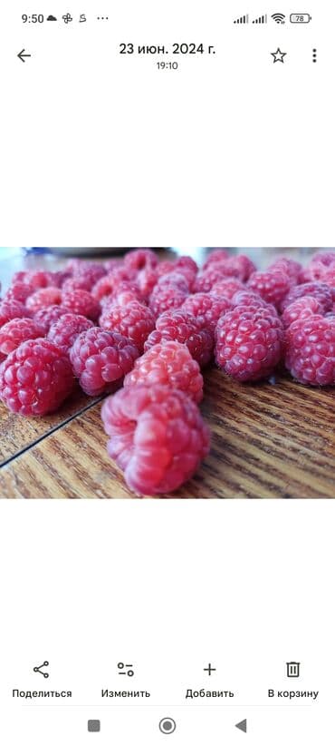 malina.kg продажа малины оптом в бишкеке новопокровка фото: Малина — 5