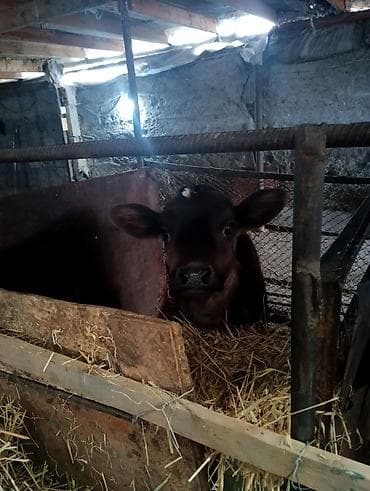 уй сатылат бишкек 2022: Сатам | Бука (эркек) | Ангус | Көбөйтүү үчүн | Жасалма уруктандырылган — 6