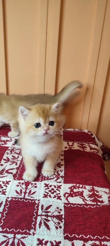 шотландские вислоухие котята купить: Открыто бронирование Британские котята, окрас золотой шиншилла — 4