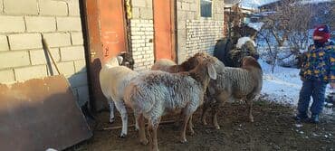 ит базар бишкек: Сатам | Кочкор (эркек) — 10