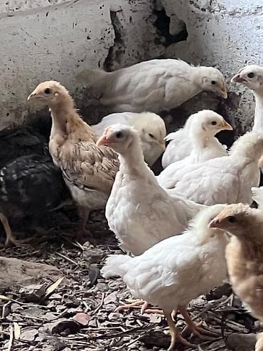 тушки бройлер: Продаю | Цыплята | На забой — 4