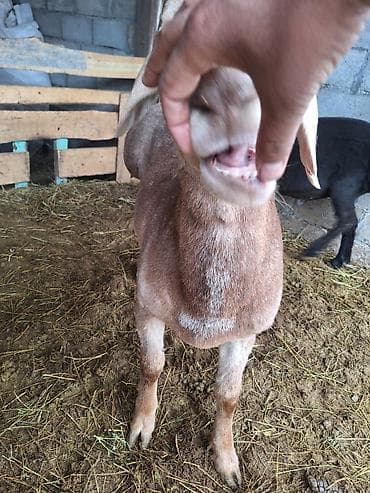 кошка мышык: Сатам | Кочкор (эркек) | Көбөйтүү үчүн | Асыл тукумдуу — 9