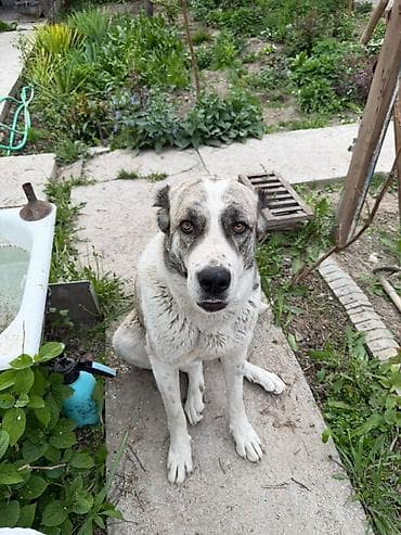 овчарка вязка: Дружелюбная крупная собака с эффектным мраморным окрасом (бело‑серый с — 4