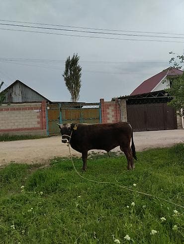 продажа кормов для сельскохозяйственных животных: Продаю | Бык (самец) | На откорм | Привязанные — 2