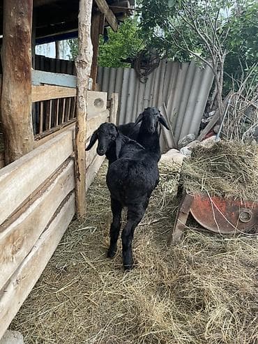 улака ат: Продаю | Овца (самка), Ягненок | Арашан | Для разведения | Племенные, Осеменитель, Ярка — 6