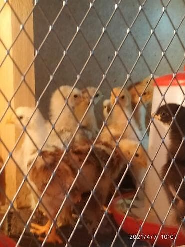 куры марьям бишкек: Продаю | Цыплята | Полубрама | Для разведения — 5