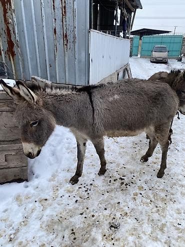 эшек осел: Осел с серым окрасом шерсти, находящийся на заснеженной территории — 9
