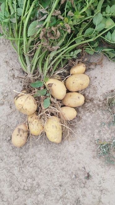 где купить качественный мицелий вешенки: Картошка Оптом — 2