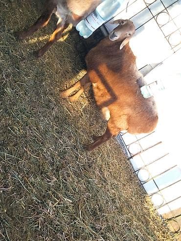 Башка жаныбарлар: Сатам | Ургаачы кой (ургаачы) | Эдильбай | Көбөйтүү үчүн | Ургаачы — 4