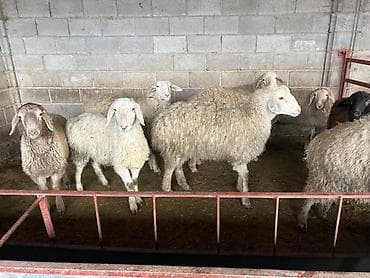 Үй жаныбарлары үчүн товарлар: Сатам | Ургаачы кой (ургаачы) | Көбөйтүү үчүн | Асыл тукумдуу — 4