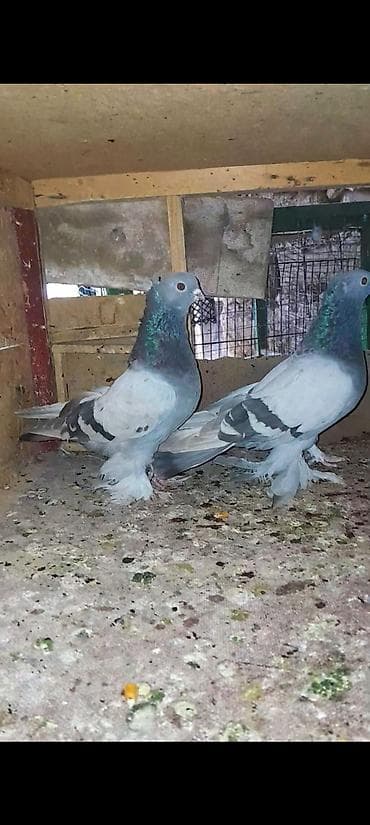 ара цена: Пара декоративных голубей на продажу — 3