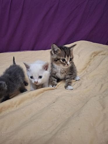 Отдам даром кошку: 2 месяца, Девочка — 5