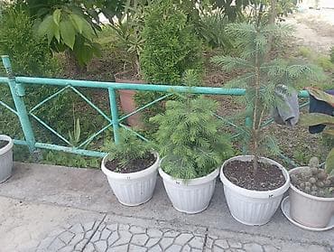 вырасти сад: Еловые саженцы в пластиковых горшках Ель очень красивые рост с 20 см — 1