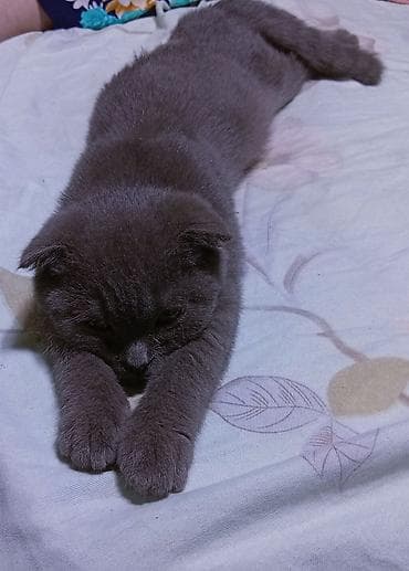 малинкий кошка: Шотландская вислоухая, скоттиш-фолд, кошка, нужен кот для вязки — 3